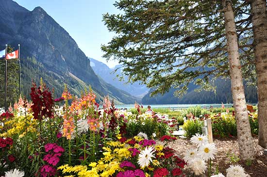 Flowers are booming at front of Chateau Lake Louise